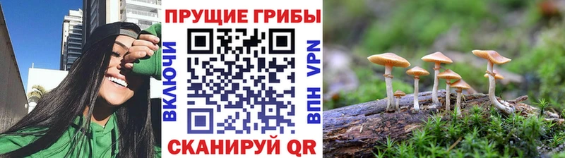 Псилоцибиновые грибы Psilocybine cubensis  Махачкала 